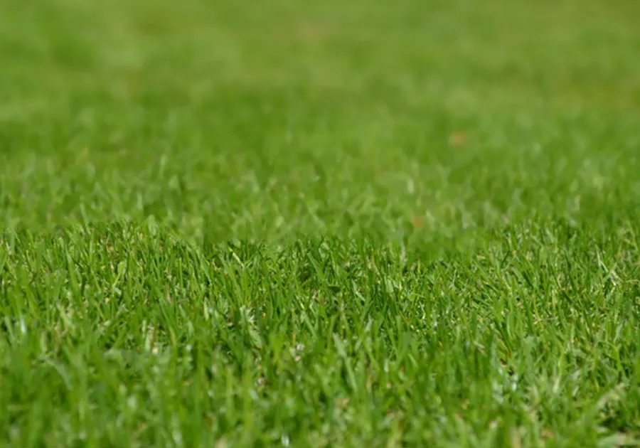 Grass image optimised
